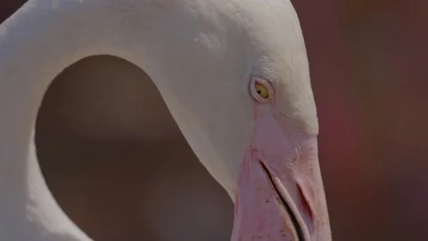 Super close up of flamingo blinking Stock Footage 284757833