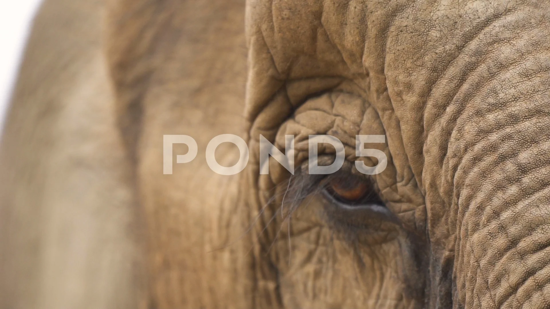 Super Close Up Footage Of An Elephant S Eye Video 92039745