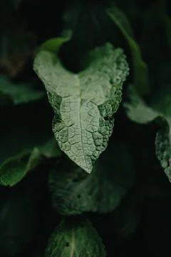Super close up of a green leaf, with dark shadows, background with copy space Stock Photos