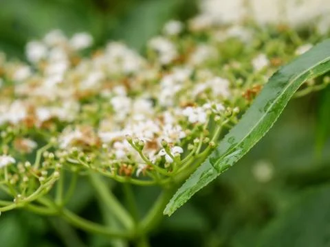 Super close up of greenery Stock Photos