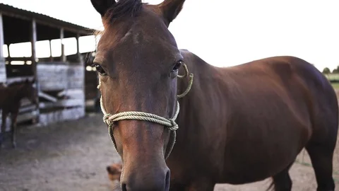 Super Close up of Horse In Slow Motion Video stock 101490298