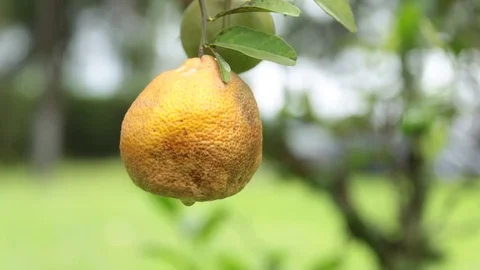 Super Close laranja Stock Footage 84737438