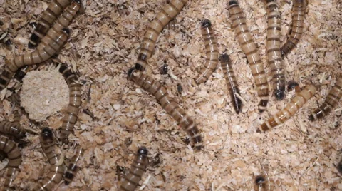 Super close up of Mealworms. Video stock 68622856