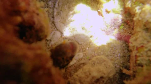 Super close up to a mini eel hiding in the small cave cover with algae and grass Stock Footage 279143681