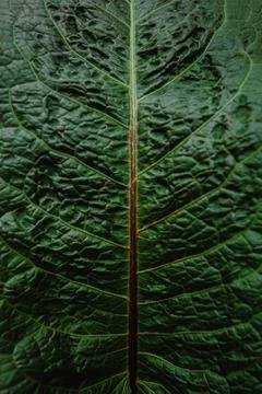 Super close up of a pattern in a leaf of a plant with super texture Stock Photos