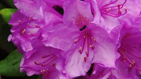 Super Close Up of the Rhododendron flower Stock Footage 96190801
