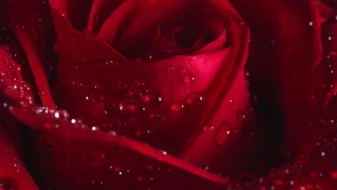 Super close-up of shiny dew drops on the petals of a fragrant rose. Stock Footage 303174820