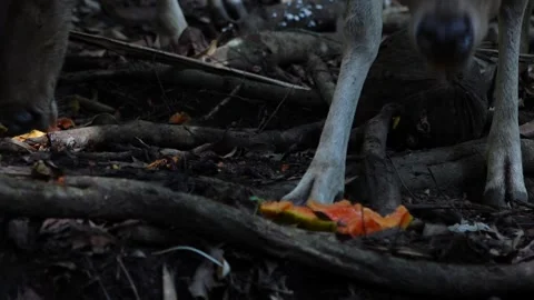 A super close-up shot of deer eating papaya on tree roots Stock Footage 241654003