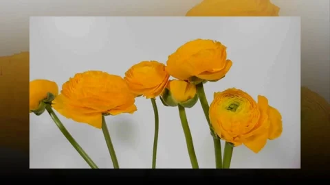 Super close-up shot of a ladybug cleaning itself on a buttercup flower Vidéo 330422254