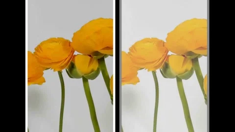 Super close-up shot of a ladybug cleaning itself on a buttercup flower Видео 330423056