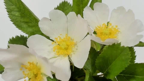 Super close-up shot of a ladybug cleaning itself on a buttercup flower Видео 330429297