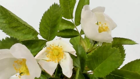 Super close-up shot of a ladybug cleaning itself on a buttercup flower Vídeo Stock 330429475
