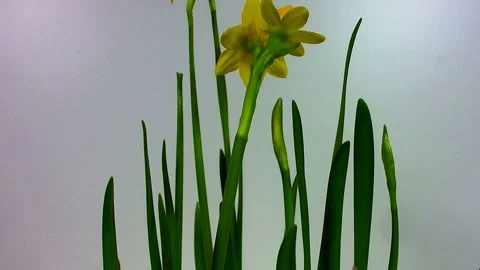 Super close-up shot of a ladybug cleaning itself on a buttercup flower Видео 330448536