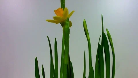 Super close-up shot of a ladybug cleaning itself on a buttercup flower Vídeo Stock 330448557