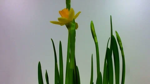 Super close-up shot of a ladybug cleaning itself on a buttercup flower Vidéo 330448568
