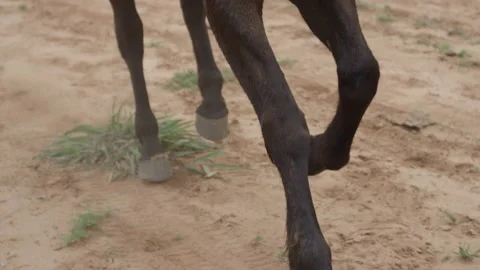Super Close-up Slow Motion Shot Of A Rider On Their Horse Galloping Stock Footage 208840681
