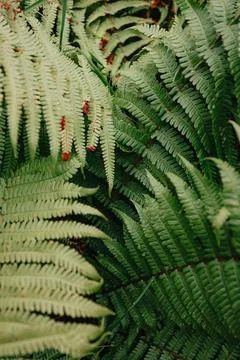 Super close up of some bright green plants background with copy space and t.. Foto stock