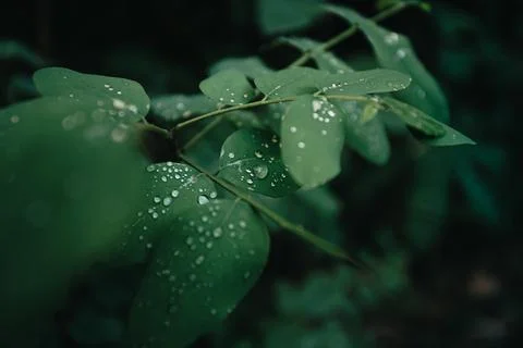 Super close up of some green plants in the forest with rain drops over it, .. Foto stock