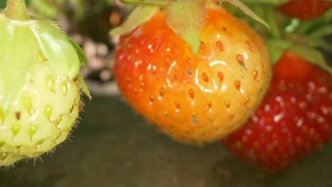 Super close strawberries in the grass on a branch on a clear sunny day Video stock 134321598