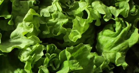 Super close up with texture and detail of vibrant green lettuce cabbage Stock Footage 234545190