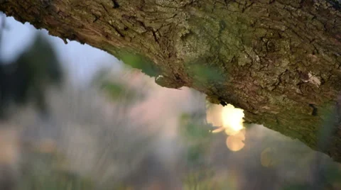 Super Close Up TreeBark Stock Footage 49290410