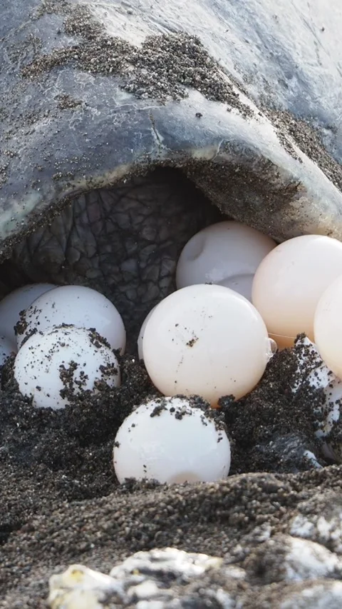 Super close up of a turtle laying eggs during the arribada nesting season 库存影片 308705971