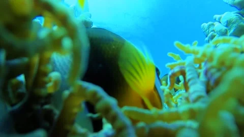 Super close up view to the nest of Clarkii double strips clownfish protecting sw Stock Footage 303411830