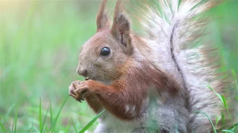 Super Close-up View of Squirrel eating Nuts in Summer Forest Stock Footage 107412808