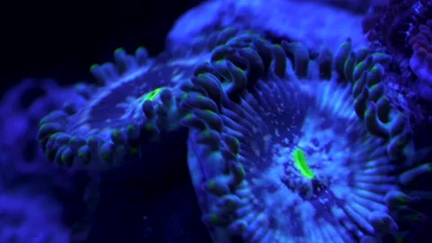 Super close up on zoanthid 4k 5sec Stock-Footage 293349666