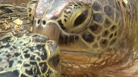 Super close up zoom out shoot of two big huge turtles, Bali, Indonesia Vídeos de archivo 65216856