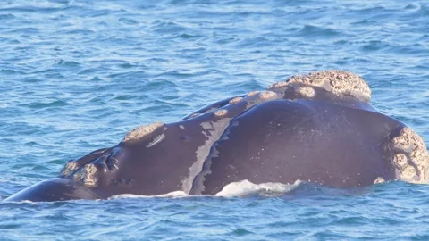 Super closeup of the Breaching head of Right Whale as it surfaces with Stock Footage 255599680
