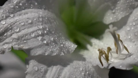 Super closeup shot of elegant white amaryllis with drops of water Vídeo Stock 92439742