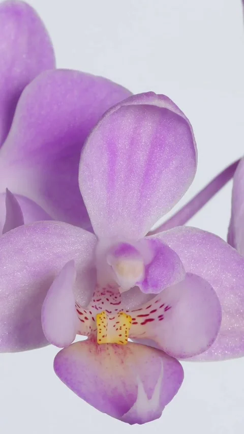 Super-closeup of a time lapse of a flowering purple orchid isolated on white Stock Footage 273480758