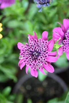 Super-cluster of rows of flowers of all hues and colors . Stock Photos