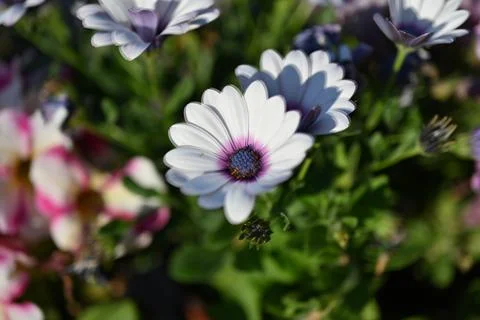 Super-cluster of rows of flowers of all hues and colors . Stock Photos