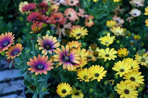 Super-cluster of rows of flowers of all hues and colors . Stock Photos