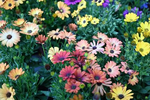 Super-cluster of rows of flowers of all hues and colors . Stock Photos