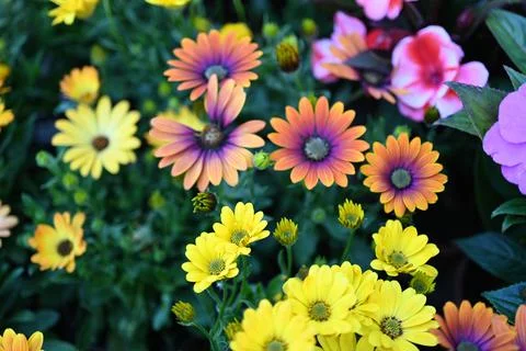 Super-cluster of rows of flowers of all hues and colors . Stock Photos
