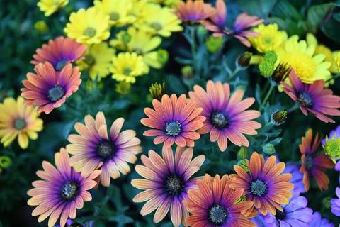 Super-cluster of rows of flowers of all hues and colors . Stock Photos