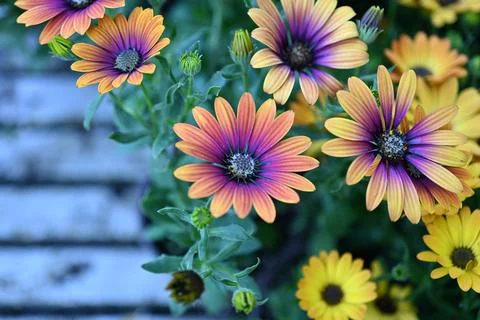 Super-cluster of rows of flowers of all hues and colors . Stock Photos