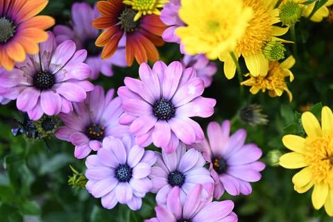 Super-cluster of rows of flowers of all hues and colors . Stock Photos