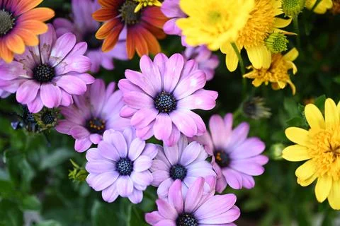 Super-cluster of rows of flowers of all hues and colors . Stock Photos
