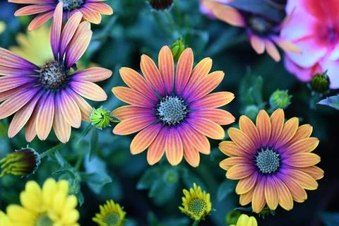 Super-cluster of rows of flowers of all hues and colors . Stock Photos