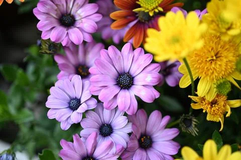 Super-cluster of rows of flowers of all hues and colors . Stock Photos