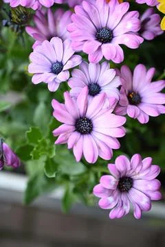 Super-cluster of rows of flowers of all hues and colors . Stock Photos