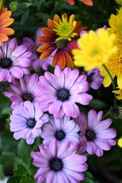 Super-cluster of rows of flowers of all hues and colors . Stock Photos
