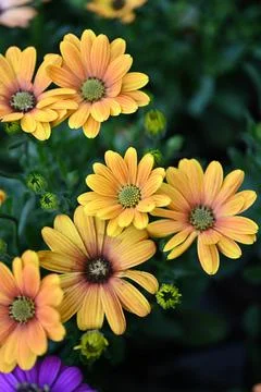Super-cluster of rows of flowers of all hues and colors . Stock Photos