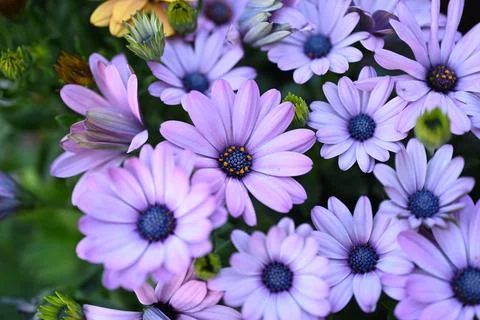 Super-cluster of rows of flowers of all hues and colors . Stock Photos