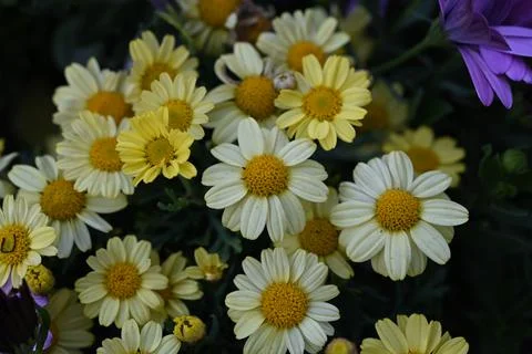 Super-cluster of rows of flowers of all hues and colors . Stock Photos