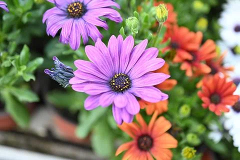 Super-cluster of rows of flowers of all hues and colors . Stock Photos